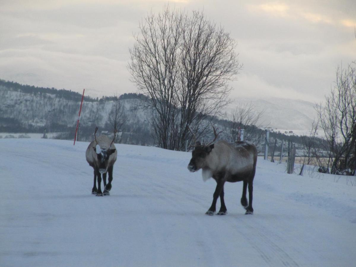 Malangen Lodge Mestervik Екстериор снимка